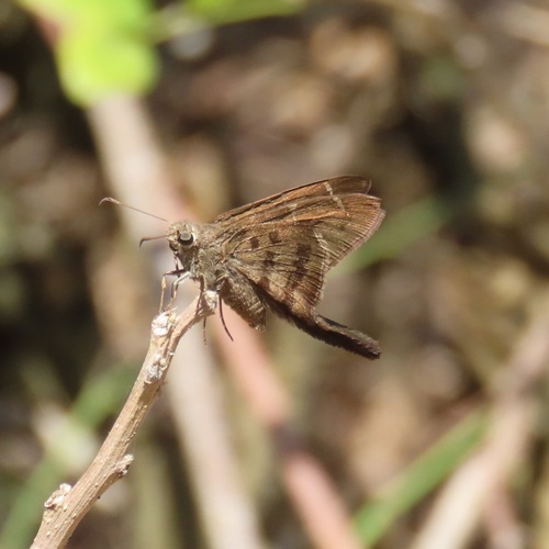 Brown Longtail (Spicauda procne)