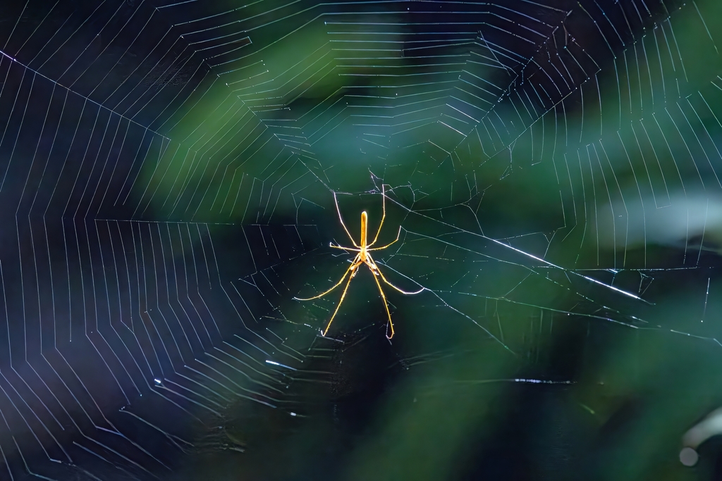 Andrew Ruthenberg Tetragnatha from Cairns QLD, Australia on March 10, 2025 at 08:58 AM by ...