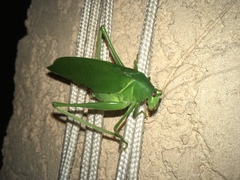 Holochlora bilobata