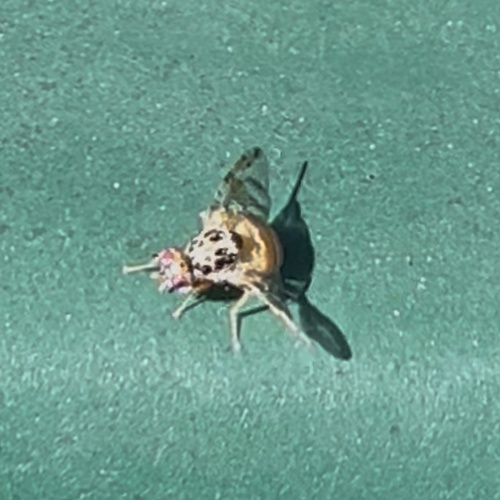 Unknown species found near Colorado Blvd, Los Angeles, CA, US