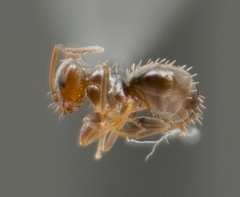 Brachymyrmex patagonicus