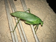 Holochlora bilobata