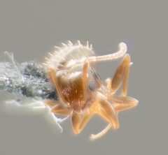 Brachymyrmex patagonicus