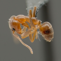Linepithema humile