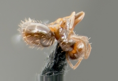 Brachymyrmex patagonicus