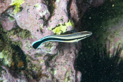 Aspidontus taeniatus