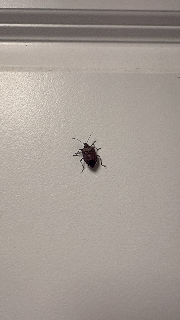 Brown Marmorated Stink Bug from E Discovery Pkwy, Bloomington, IN, US ...