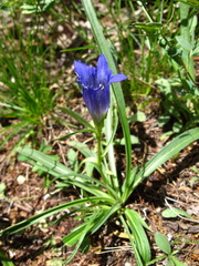 Gentiana decumbens