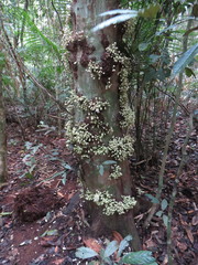 Syzygium cormiflorum