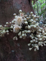 Syzygium cormiflorum