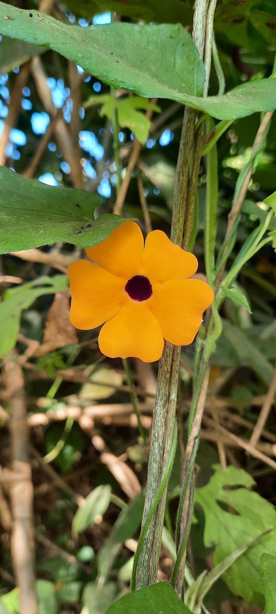 Thunbergia alata