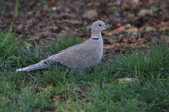 Streptopelia decaocto
