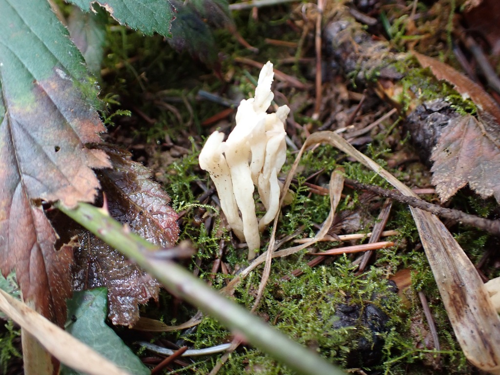 Clavulina rugosa · February 2026 · photo: © enspring (iNaturalist, cc0)