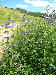 Nepeta sibirica