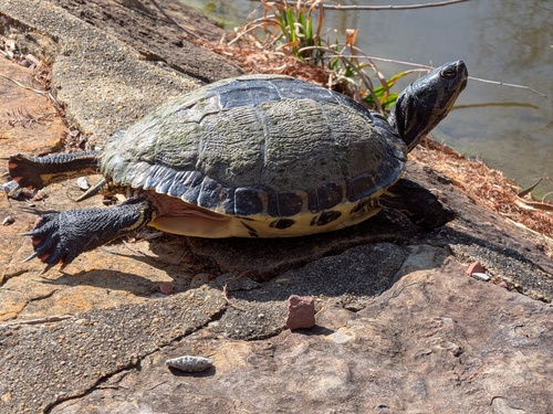 Yellow-bellied Slider