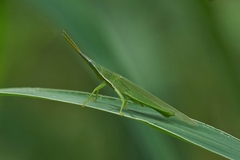 Atractomorpha australis