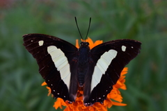 Polyura