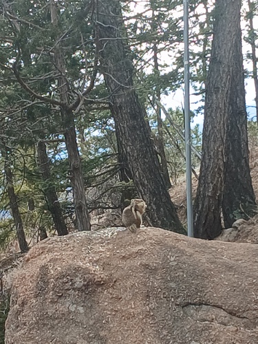 Common Golden-mantled Ground Squirrel observed by grandmothernature57