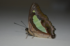Polyura