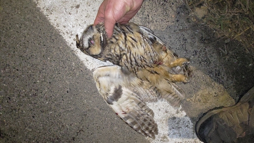 View observation of {o.common_name} on iNaturalist