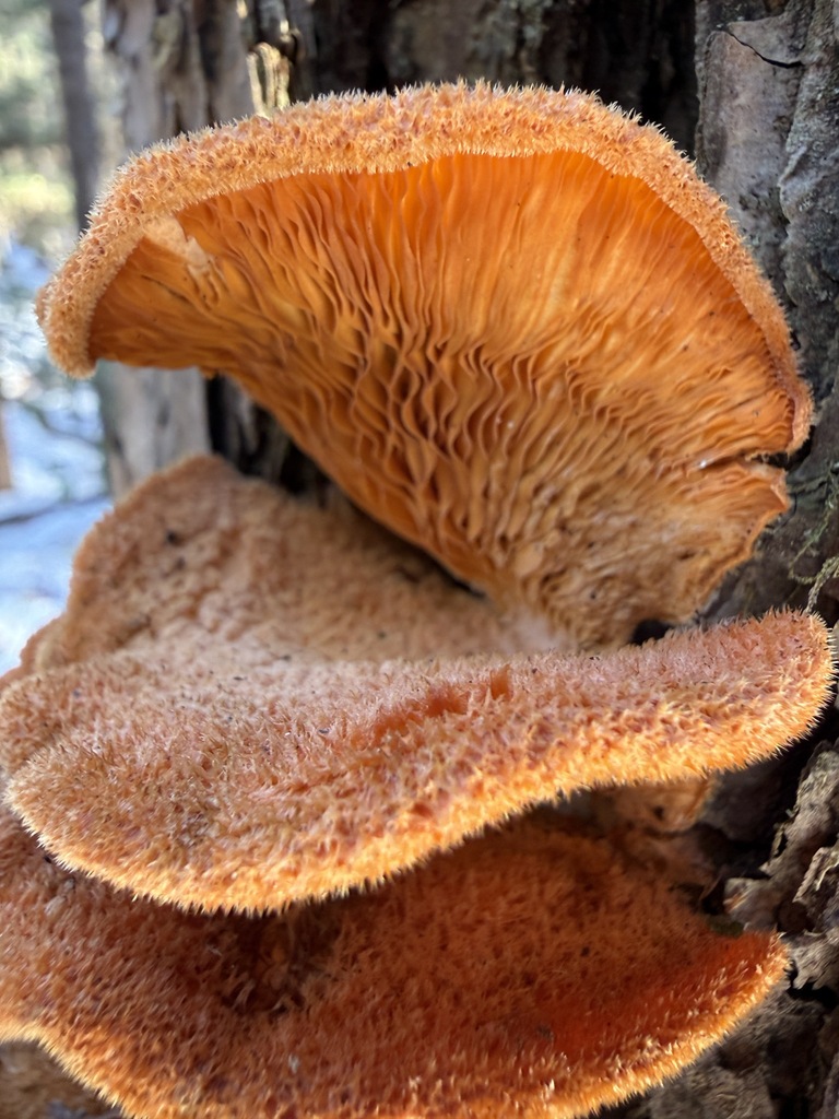 Phyllotopsis nidulans · February 2026 · photo: © aviatrix-79 (iNaturalist, cc-by-sa)