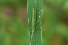 Atractomorpha australis