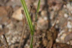 Lestes concinnus