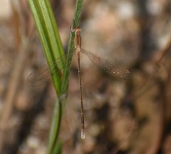 Lestes concinnus