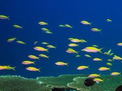 Mirolabrichthys evansi