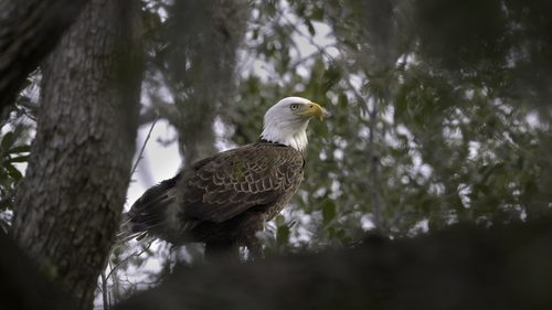 Bald Eagle photographed in South Carolina
