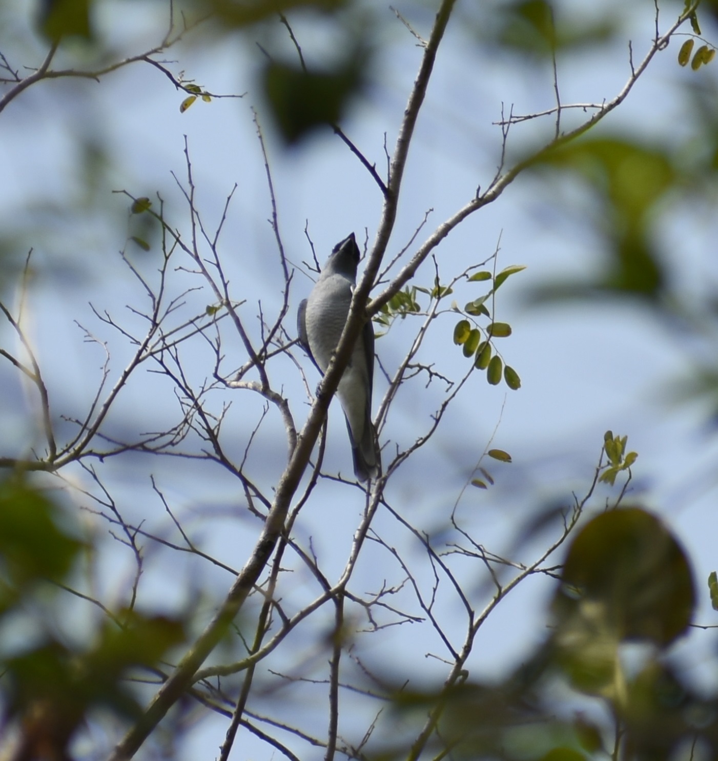 Indian Cuckooshrike