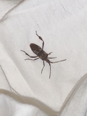 Leptoglossus occidentalis