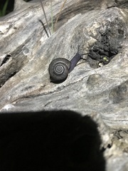 Helminthoglypta traskii