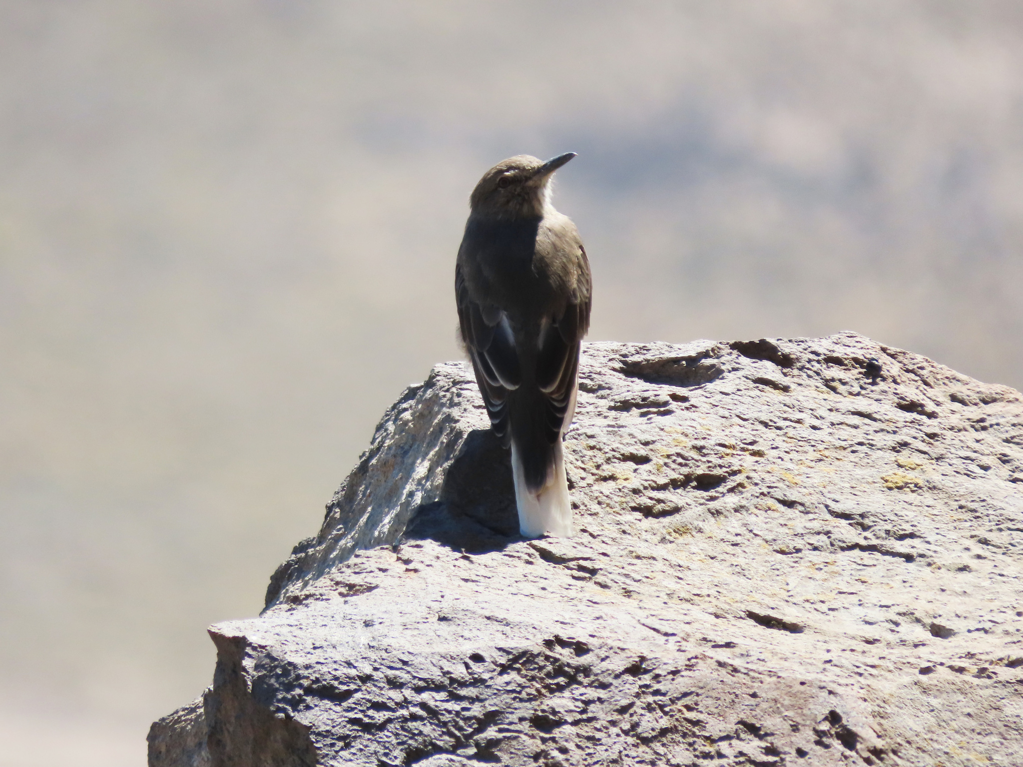 Black-billed Shrike-Tyrant (Agriornis montanus), photo 1