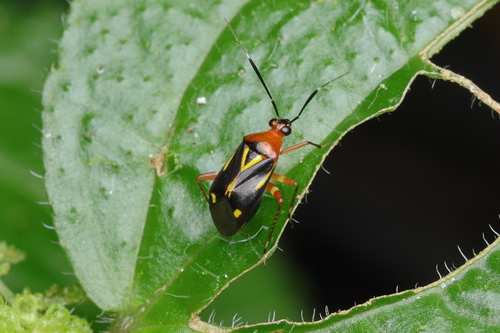 Horciasinus wallengreni