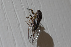 Gelidea torrida