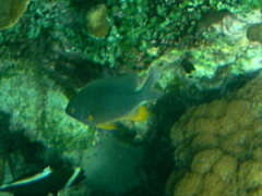 Plectroglyphidodon gascoynei