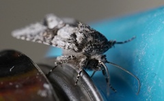 Lacinipolia olivacea