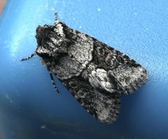 Lacinipolia olivacea