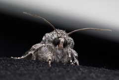 Lacinipolia olivacea