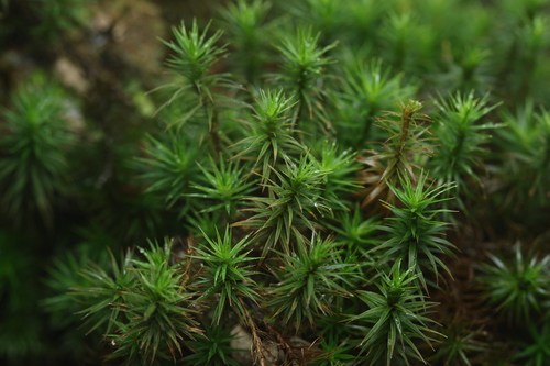 Bank Haircap Moss