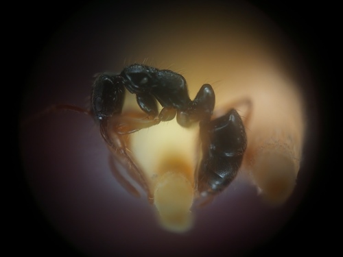 凹唇新猛蚁Neoponera concava