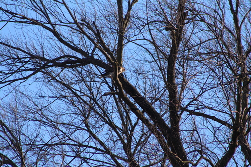 Red-tailed Hawk