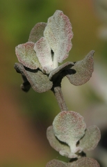 Eriogonum cinereum