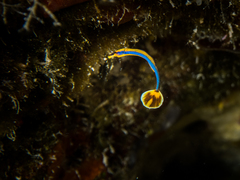 Bluestripe Pipefish photo 4