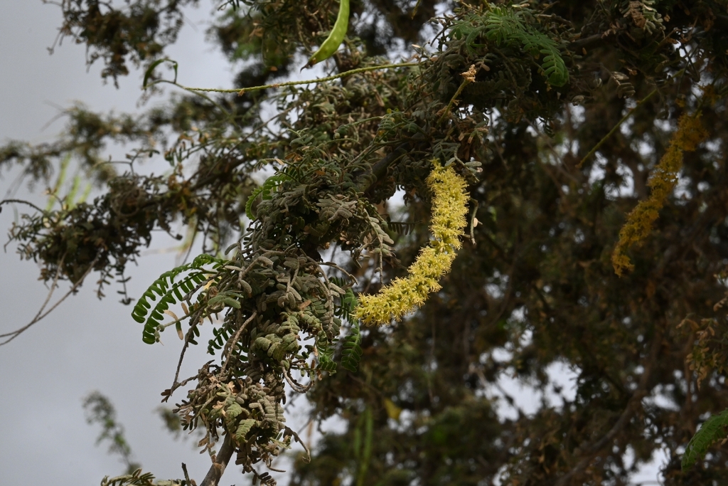 Prosopis limensis Benth. 2