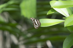 Phaedyma columella singa