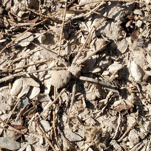 Homalonychus theologus photo 5