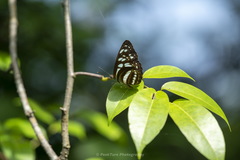 Phaedyma columella singa