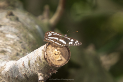 Phaedyma columella singa